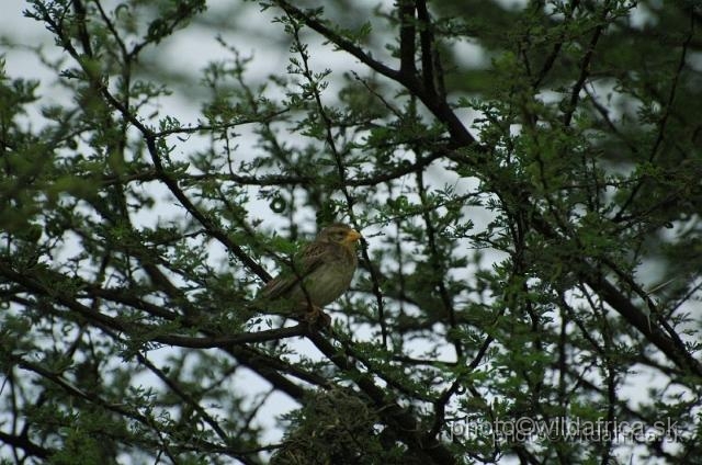 puku rsa 066.jpg - Red-billed Quelea (Quelea quelea) - a female